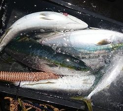 海龍丸(福岡) 釣果