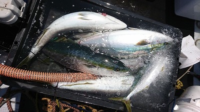 海龍丸(福岡) 釣果