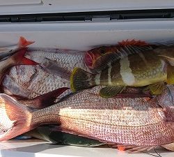 海龍丸(福岡) 釣果