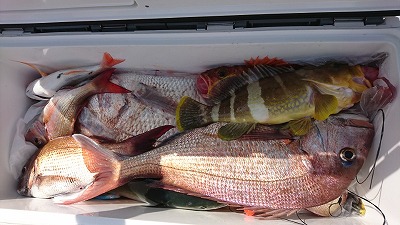 海龍丸(福岡) 釣果