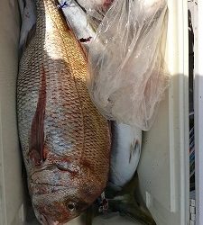 海龍丸(福岡) 釣果