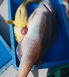 海龍丸(福岡) 釣果