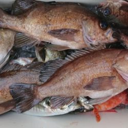 オーフリー 釣果