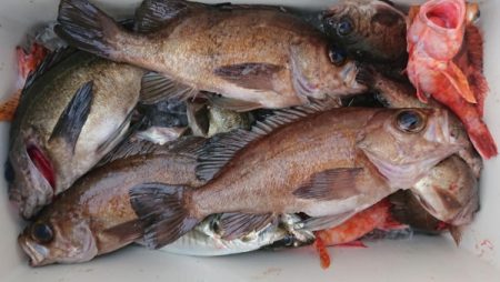 オーフリー 釣果