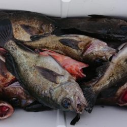 オーフリー 釣果