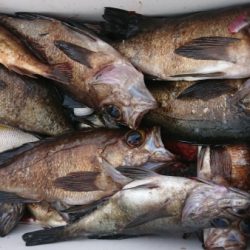 オーフリー 釣果