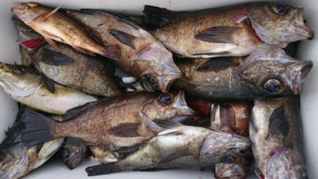 オーフリー 釣果