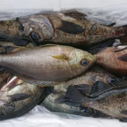 オーフリー 釣果