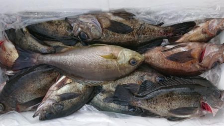 オーフリー 釣果