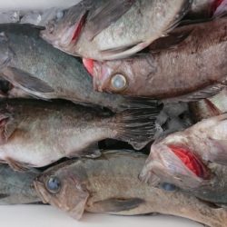 オーフリー 釣果