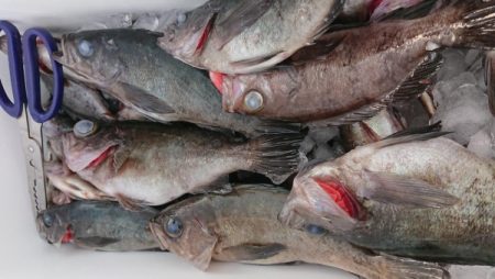 オーフリー 釣果