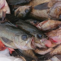 オーフリー 釣果