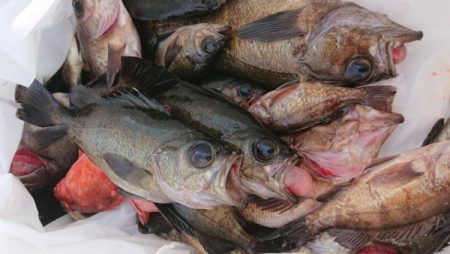 オーフリー 釣果