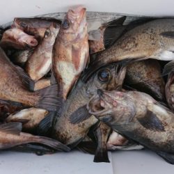 オーフリー 釣果