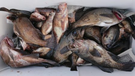 オーフリー 釣果