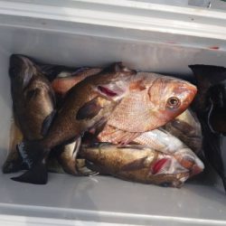 内浜丸 釣果
