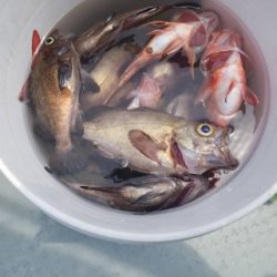 内浜丸 釣果
