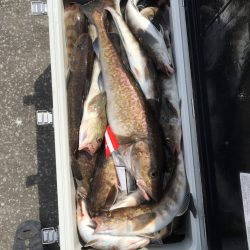 第八平成丸 釣果