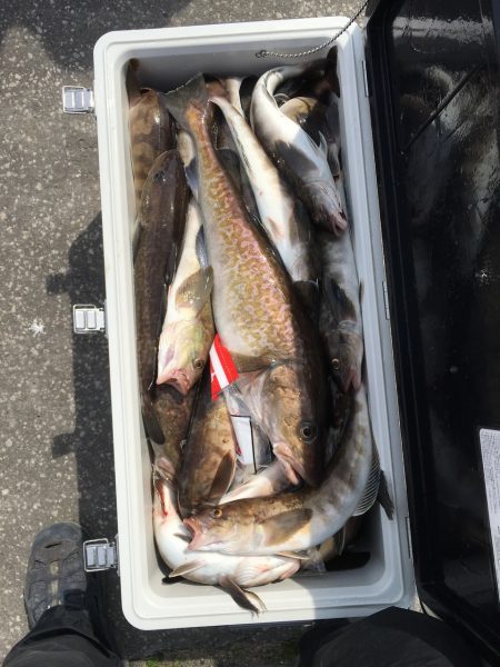 第八平成丸 釣果