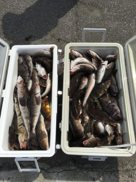 第八平成丸 釣果