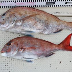 松本釣船2 釣果