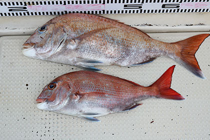 松本釣船2 釣果