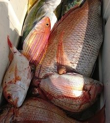 海龍丸（福岡） 釣果