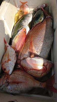 海龍丸（福岡） 釣果