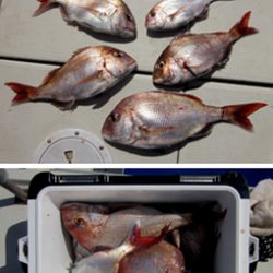 来温丸(らいおんまる) 釣果