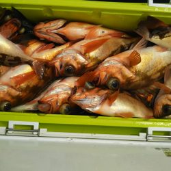 モンロー号 釣果