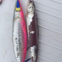 マタウマリンサービス 釣果