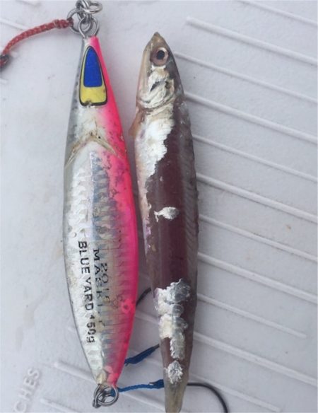 マタウマリンサービス 釣果