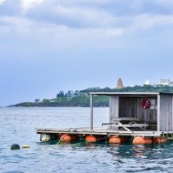 本部釣りイカダ 釣果