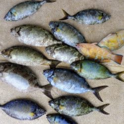 本部釣りイカダ 釣果