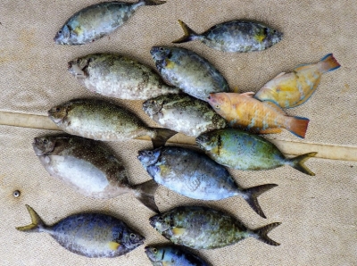 本部釣りイカダ 釣果