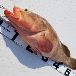 オーフリー 釣果