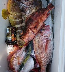 海龍丸（福岡） 釣果