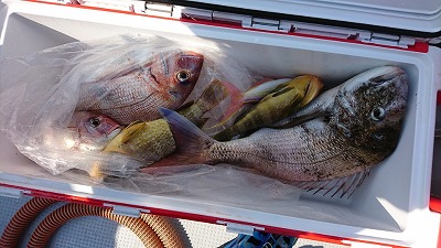 海龍丸（福岡） 釣果