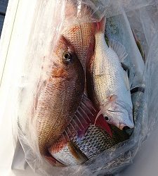 海龍丸（福岡） 釣果