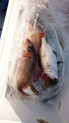 海龍丸（福岡） 釣果