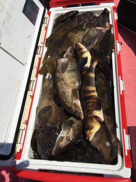 第八平成丸 釣果