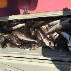 第八平成丸 釣果