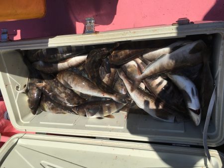 第八平成丸 釣果