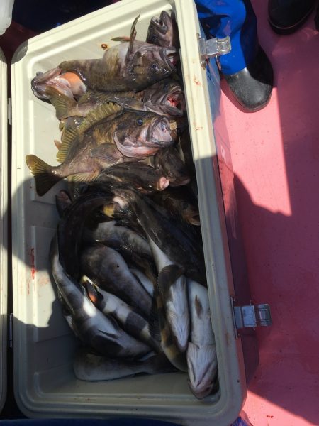 第八平成丸 釣果