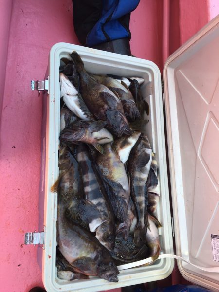 第八平成丸 釣果