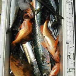 モンロー号 釣果