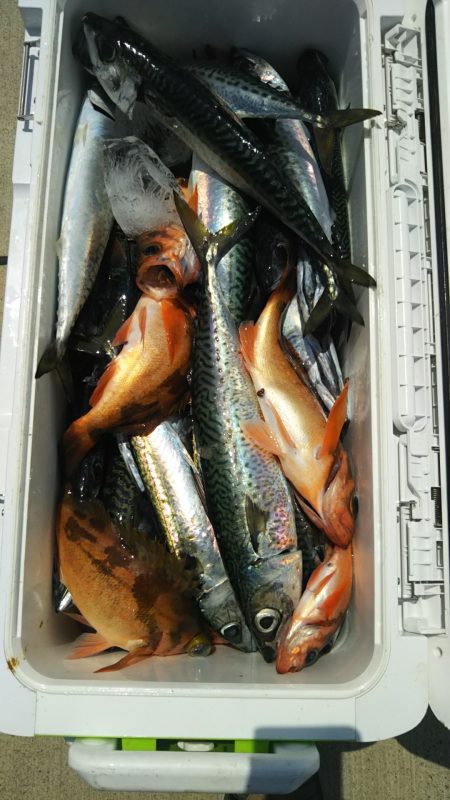 モンロー号 釣果