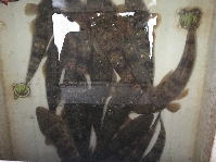 オーシャンマスター 釣果