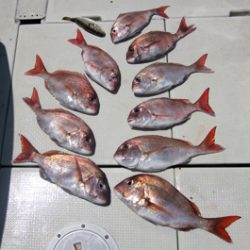 来温丸(らいおんまる) 釣果