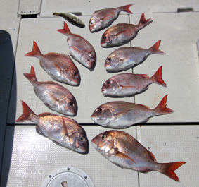 来温丸（らいおんまる） 釣果